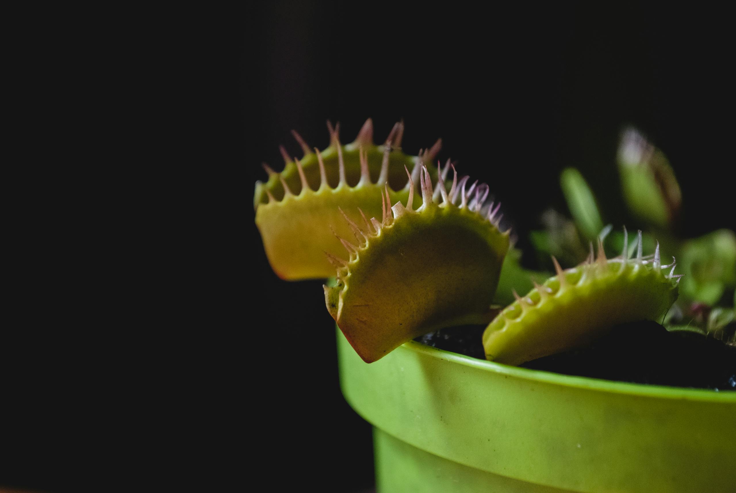 Detailed view of a Venus Flytrap (Dionaea muscipula) in a vivid green pot, showcasing its sharp leaves.
